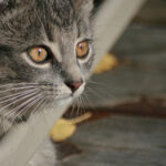 20008期福彩开奖结果公布,大奖花落谁家? 00x3pwrgl0