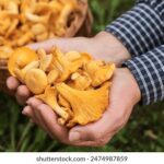 3d开奖双色球开奖最新结果查询与走势分析 567dc6m5zn