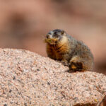 3d开奖历史开奖949前后关系深度解析与趋势分析 hqmqp2f